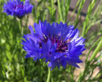Kornblume